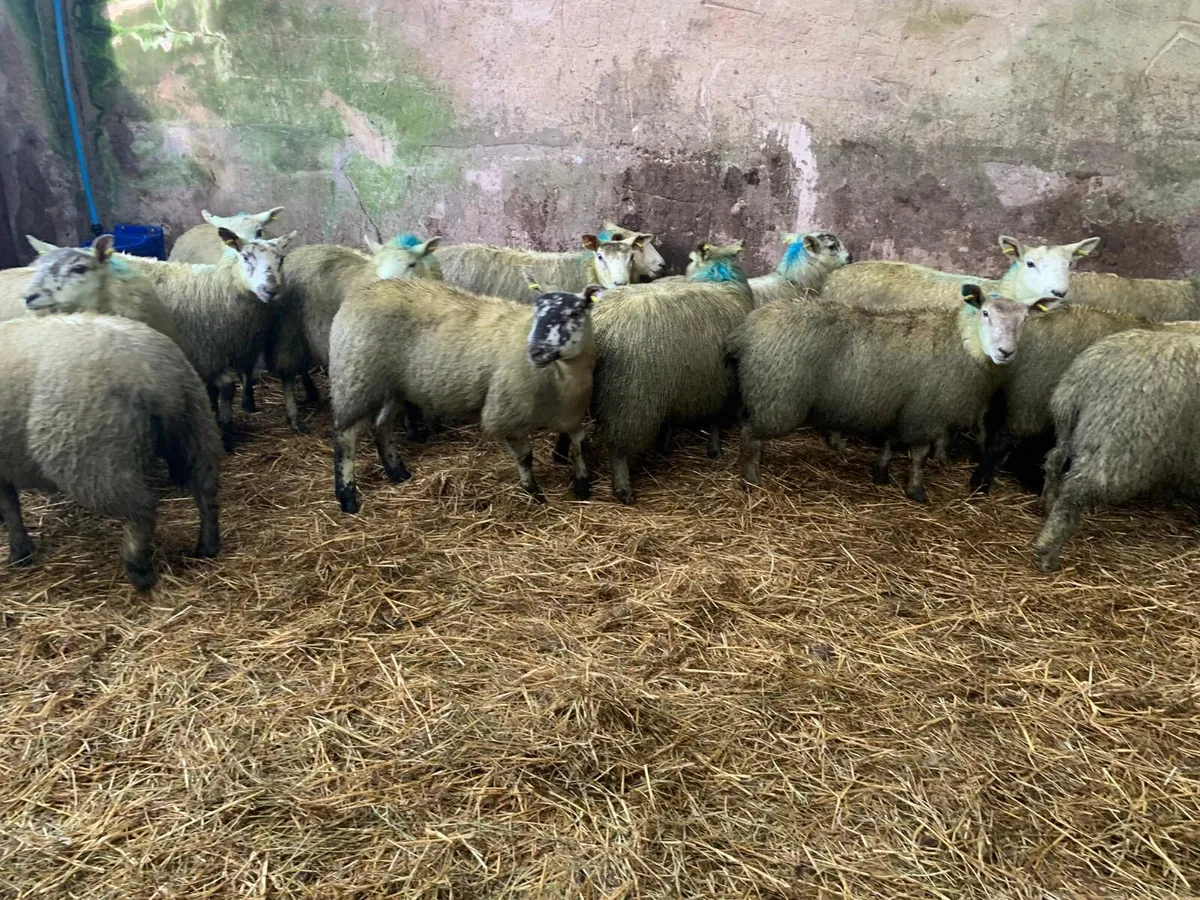 Texel Suffolk cross ewelambs - Image 4