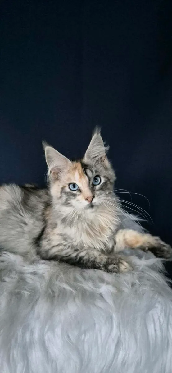 Maine Coon - Image 2