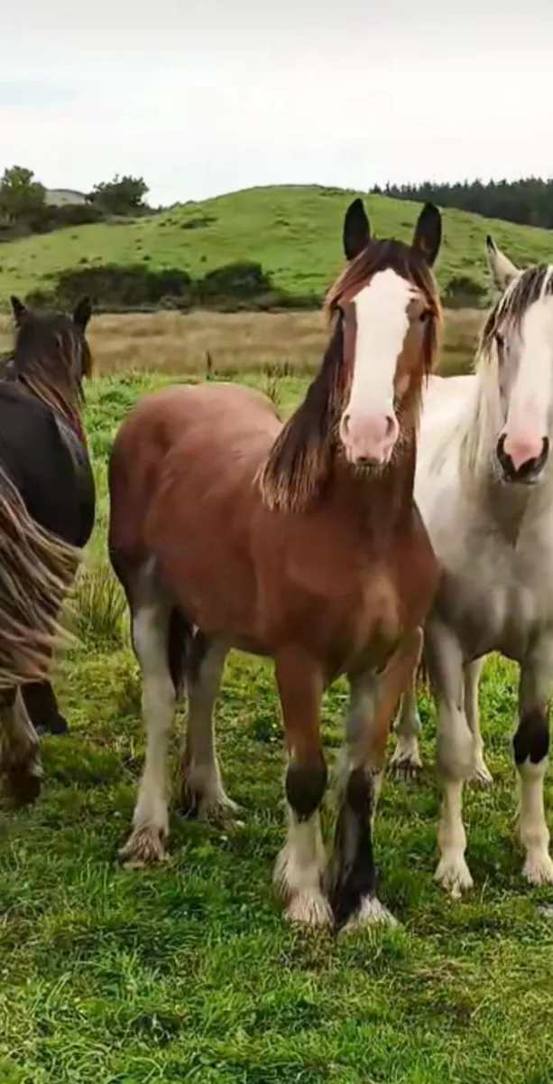 Heavy filly to make 16,1 - Image 2