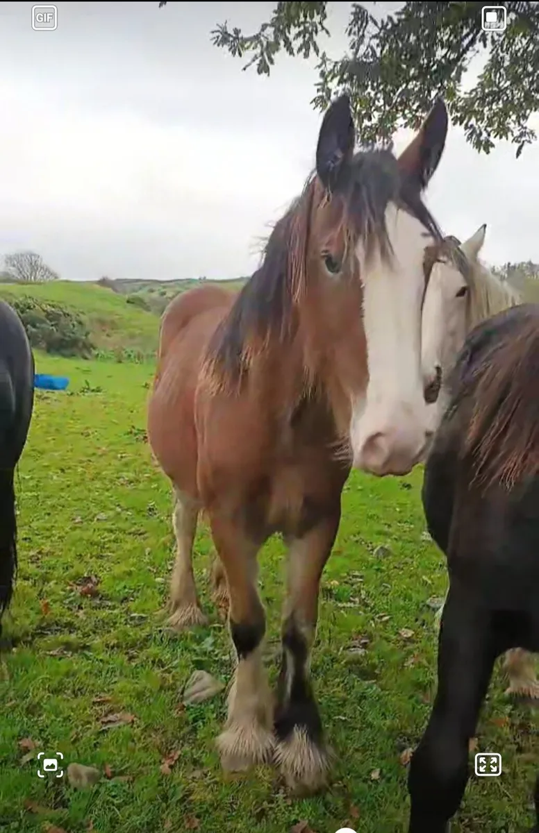 Heavy filly to make 16,1 - Image 1