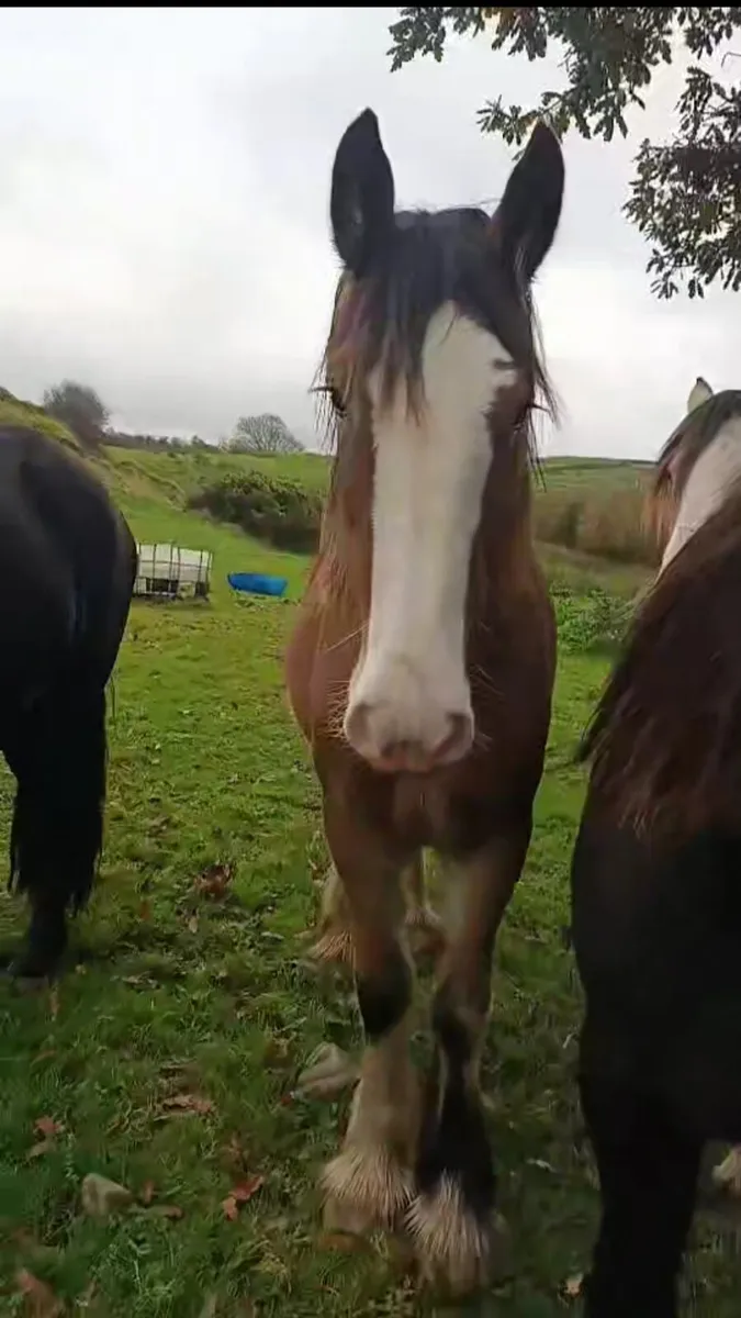 Heavy filly to make 16,1 - Image 3