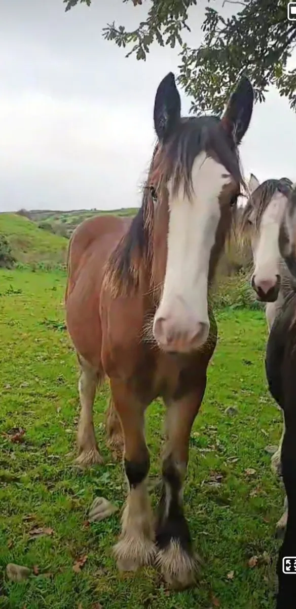 Heavy filly to make 16,1 - Image 4