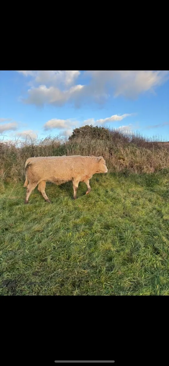 Blonde Heifers Pedigree - Image 2