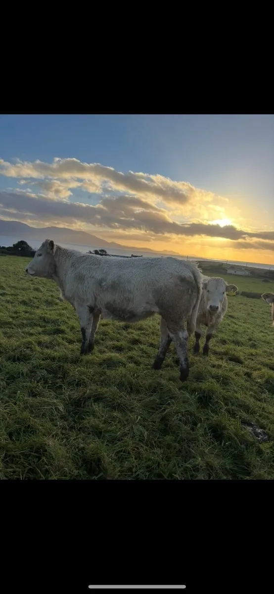 Blonde Heifers Pedigree - Image 1