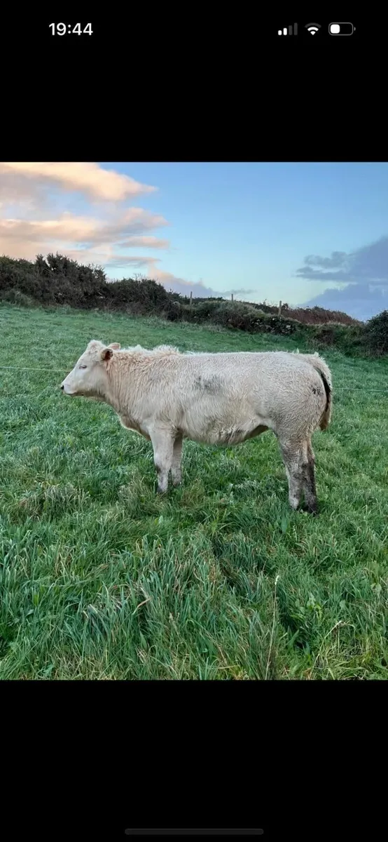 Blonde Heifers Pedigree - Image 4