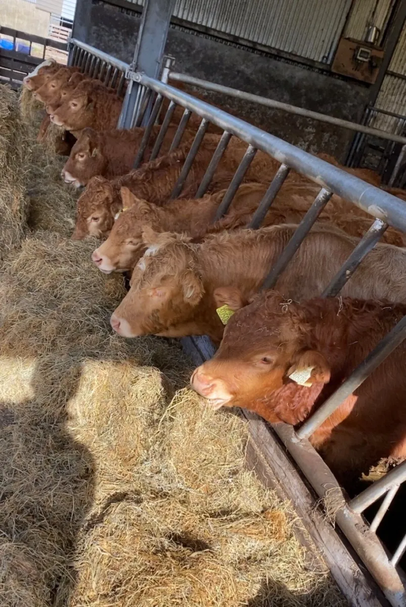 5 star limousin Weanlings - Image 1