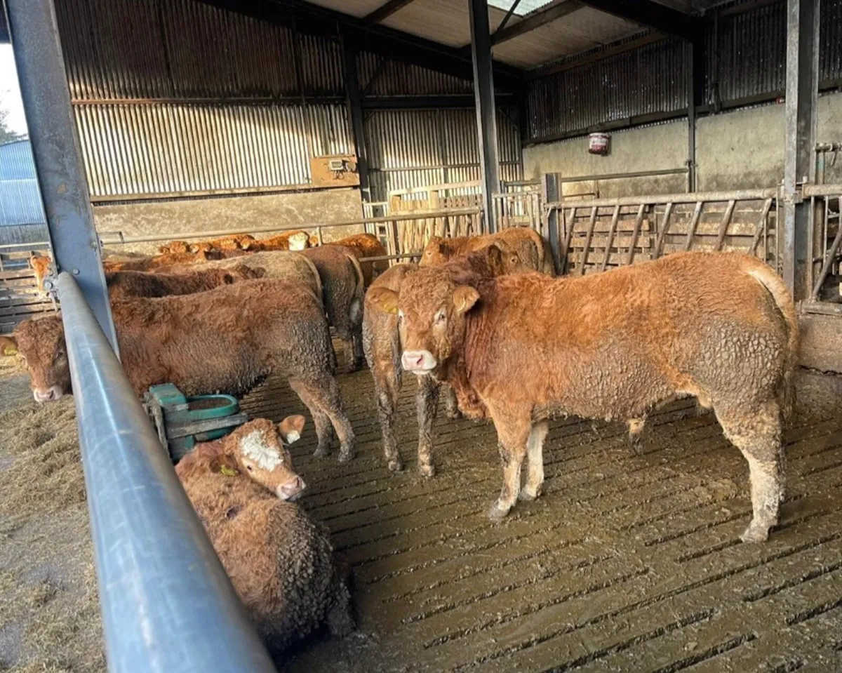 5 star limousin Weanlings - Image 2