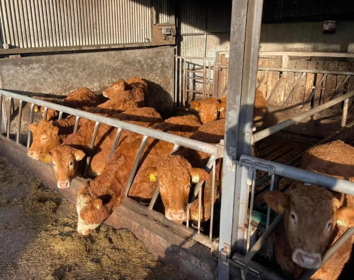 5 star limousin Weanlings - Image 3