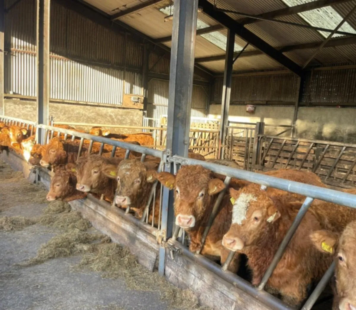 5 star limousin Weanlings - Image 4