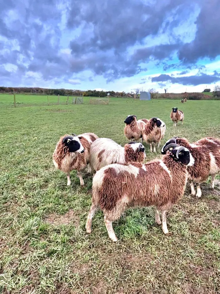 Pedigree Jacob Ewe Lambs - Image 3