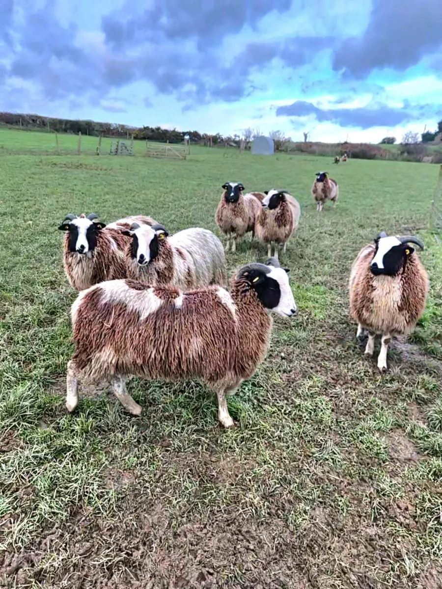 Pedigree Jacob Ewe Lambs - Image 4