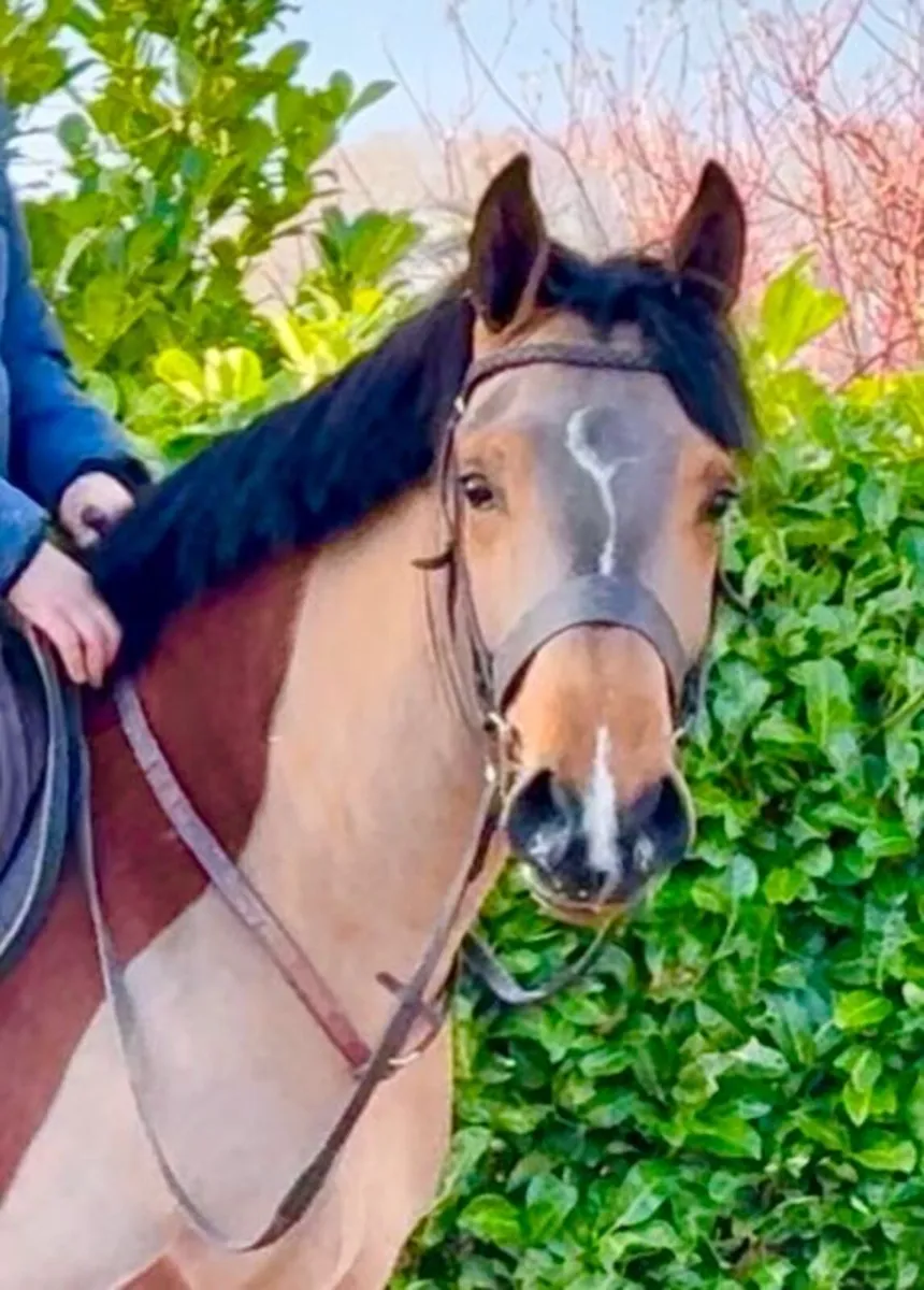 BIG COB- QUIET 😍😍 - Image 1