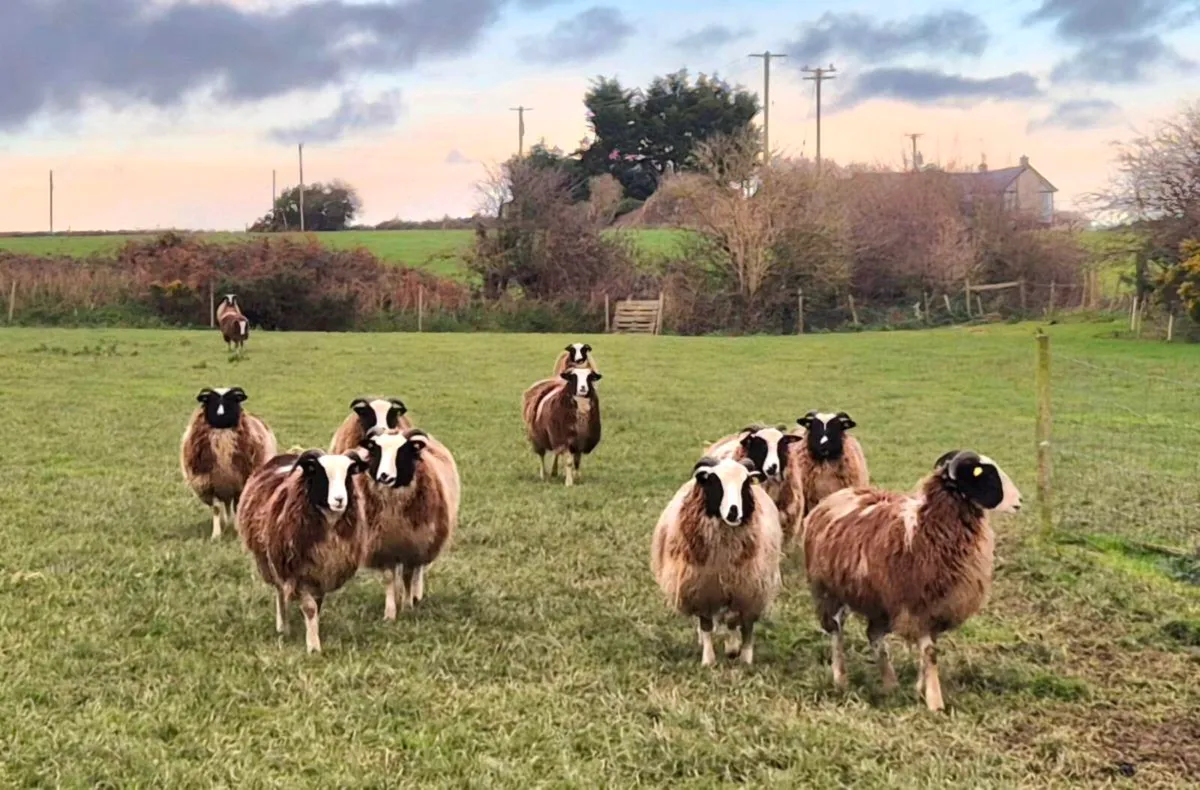 Pedigree Jacob Ewe Lambs - Image 1