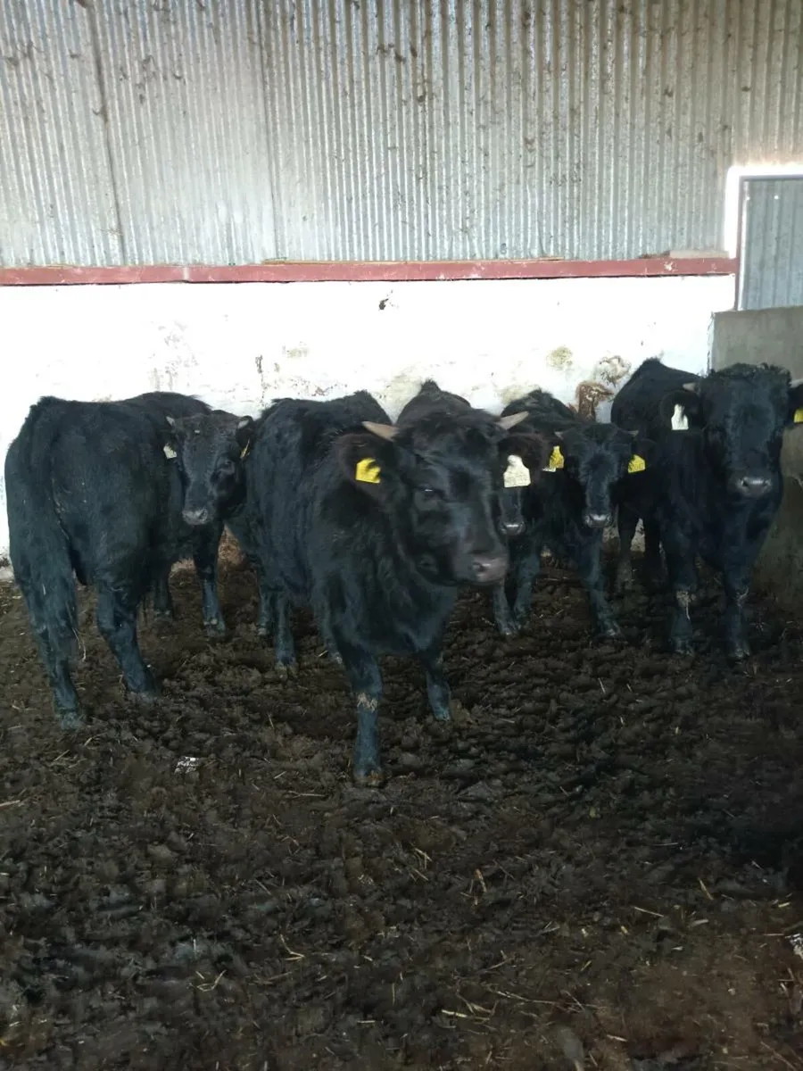 6 smashing weanlings 200kg - Image 1