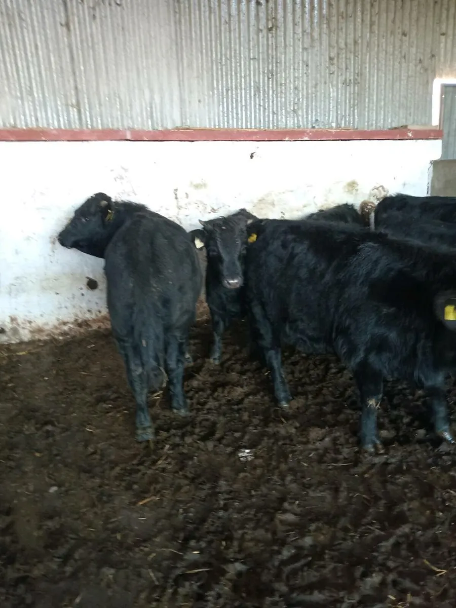 6 smashing weanlings 200kg - Image 2