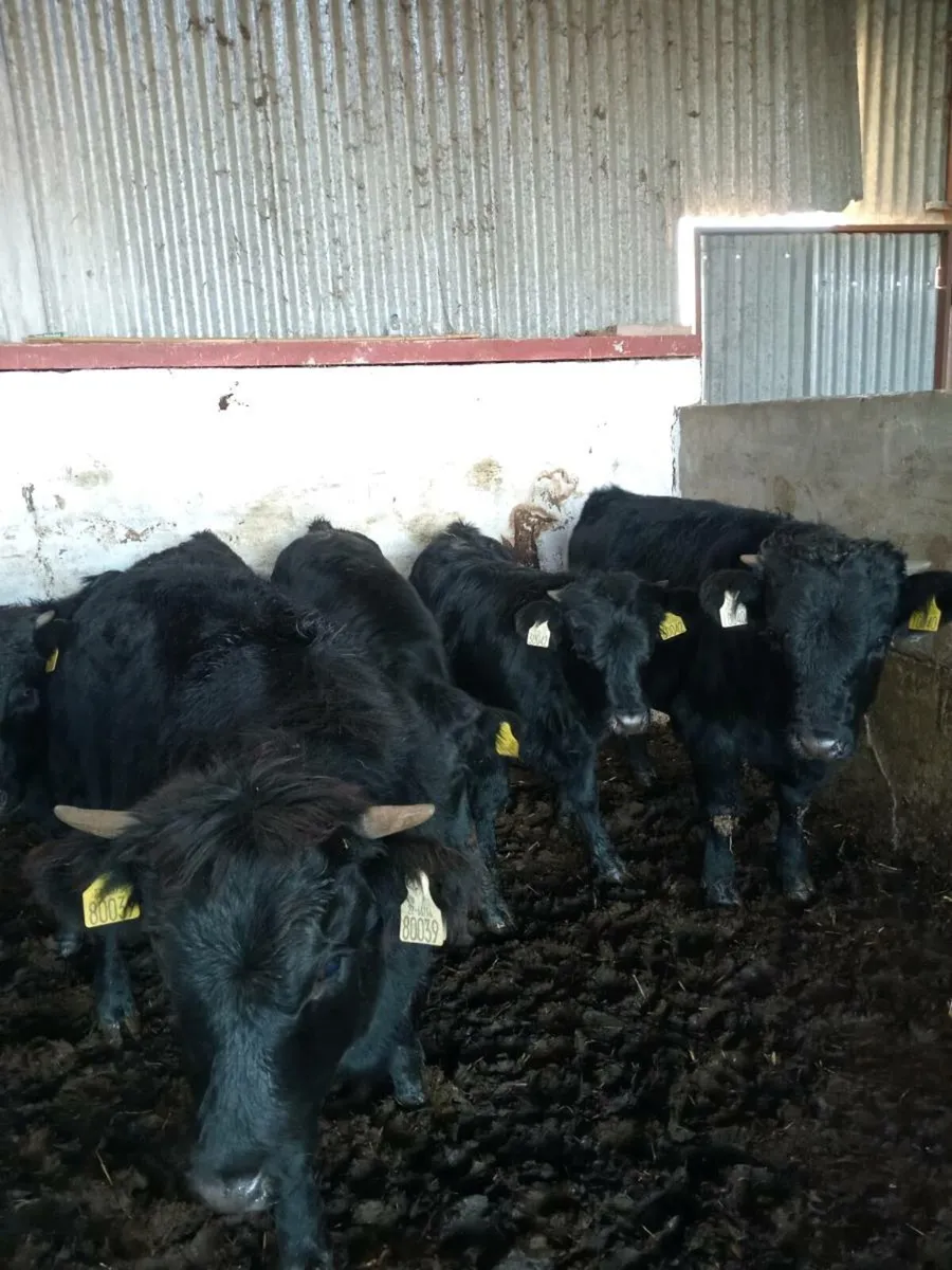 6 smashing weanlings 200kg - Image 3