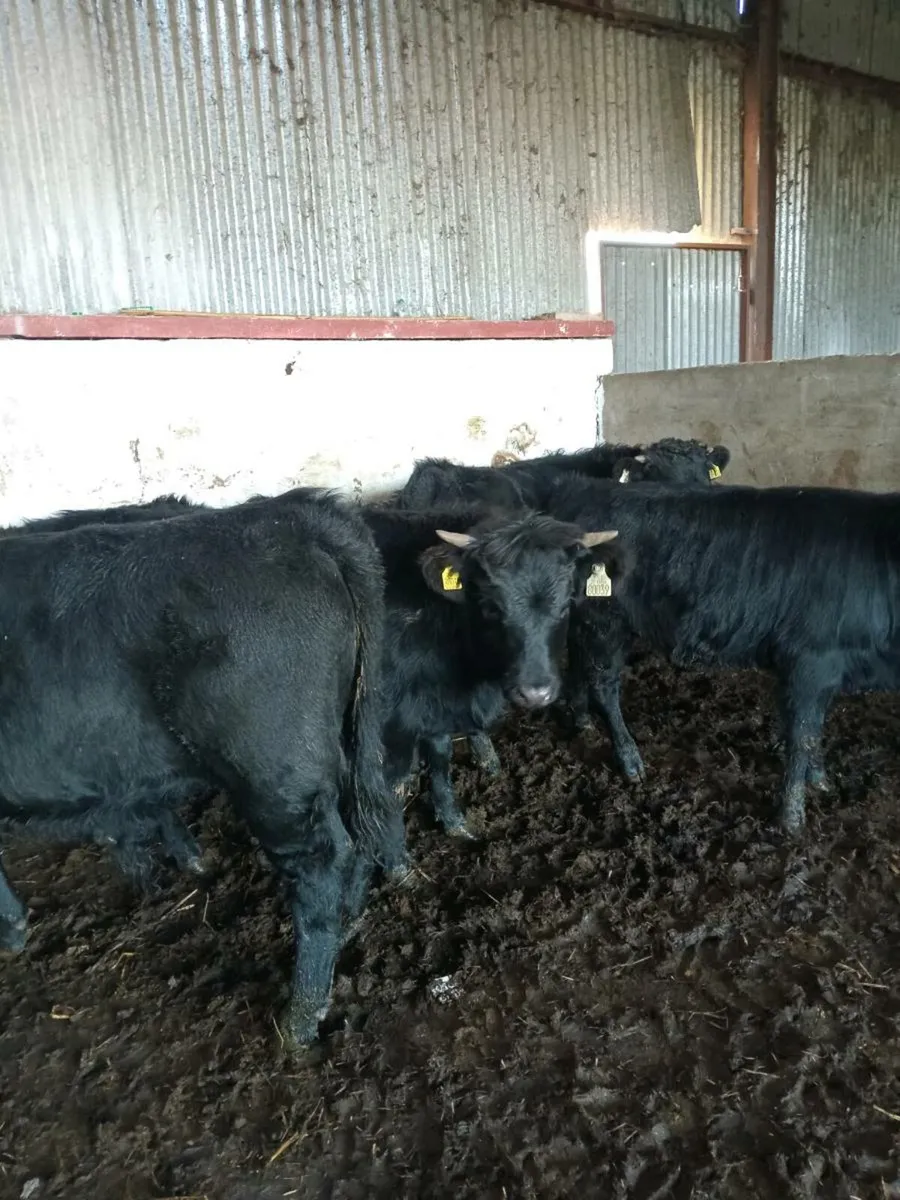 6 smashing weanlings 200kg - Image 4