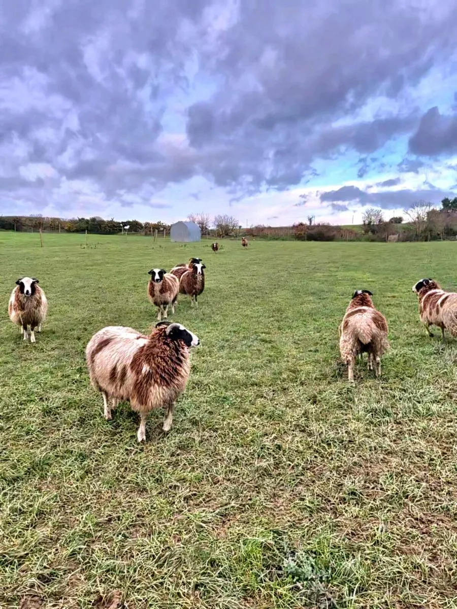 Pedigree Jacob Ewe Lambs - Image 2