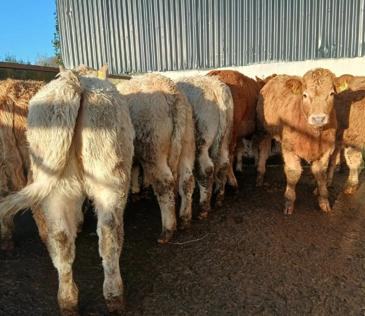 12 super weaning heifers - Image 1
