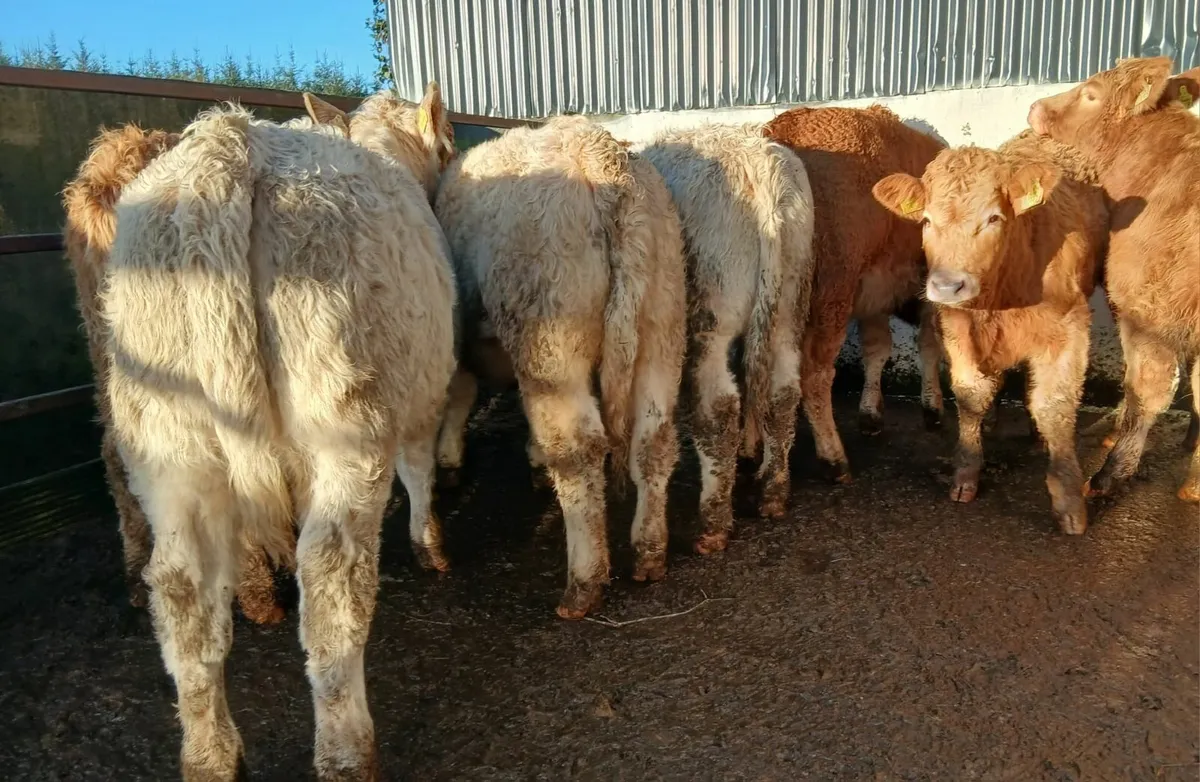 12 super weaning heifers - Image 2