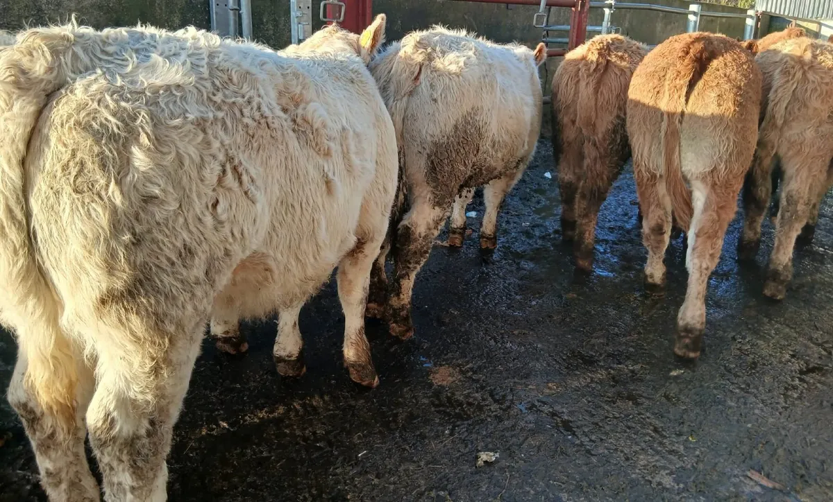 12 super weaning heifers - Image 3