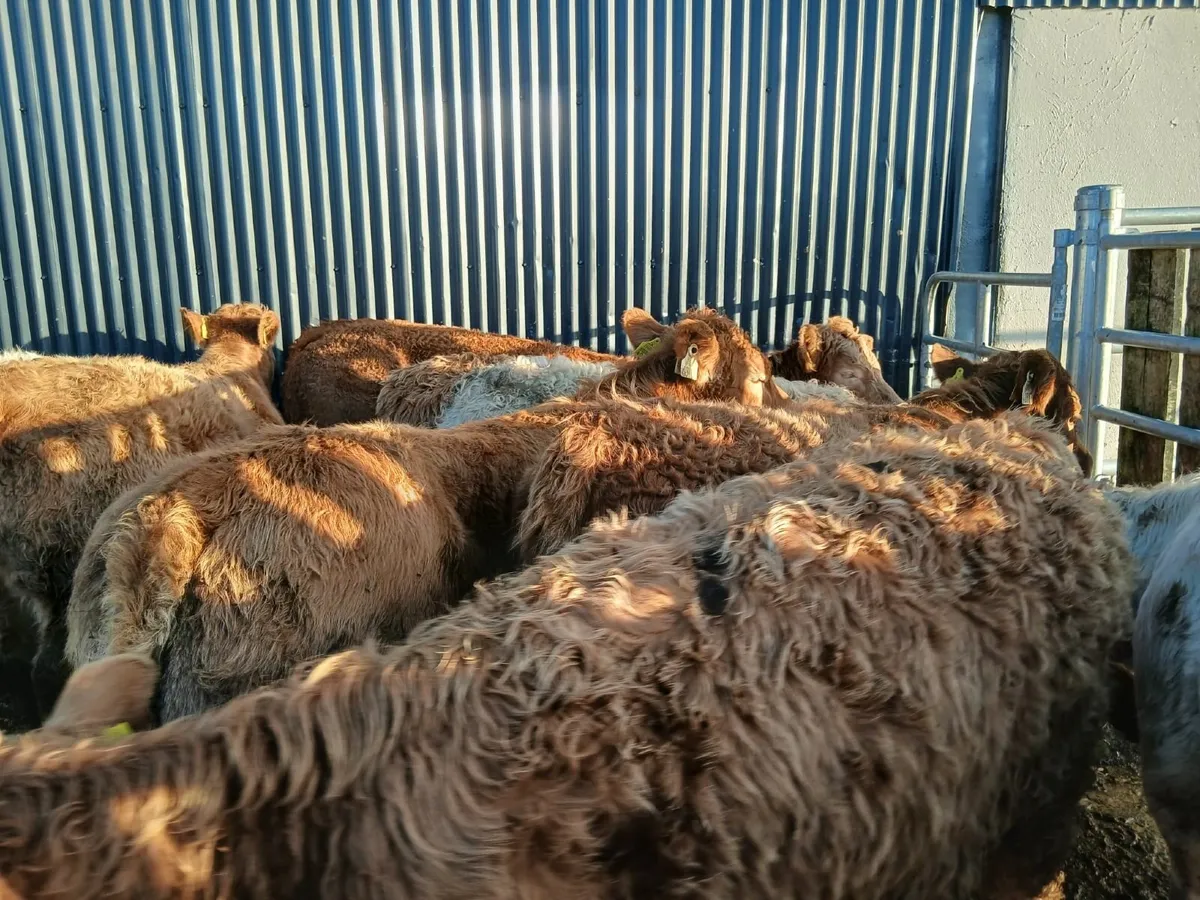 12 super weaning heifers - Image 4