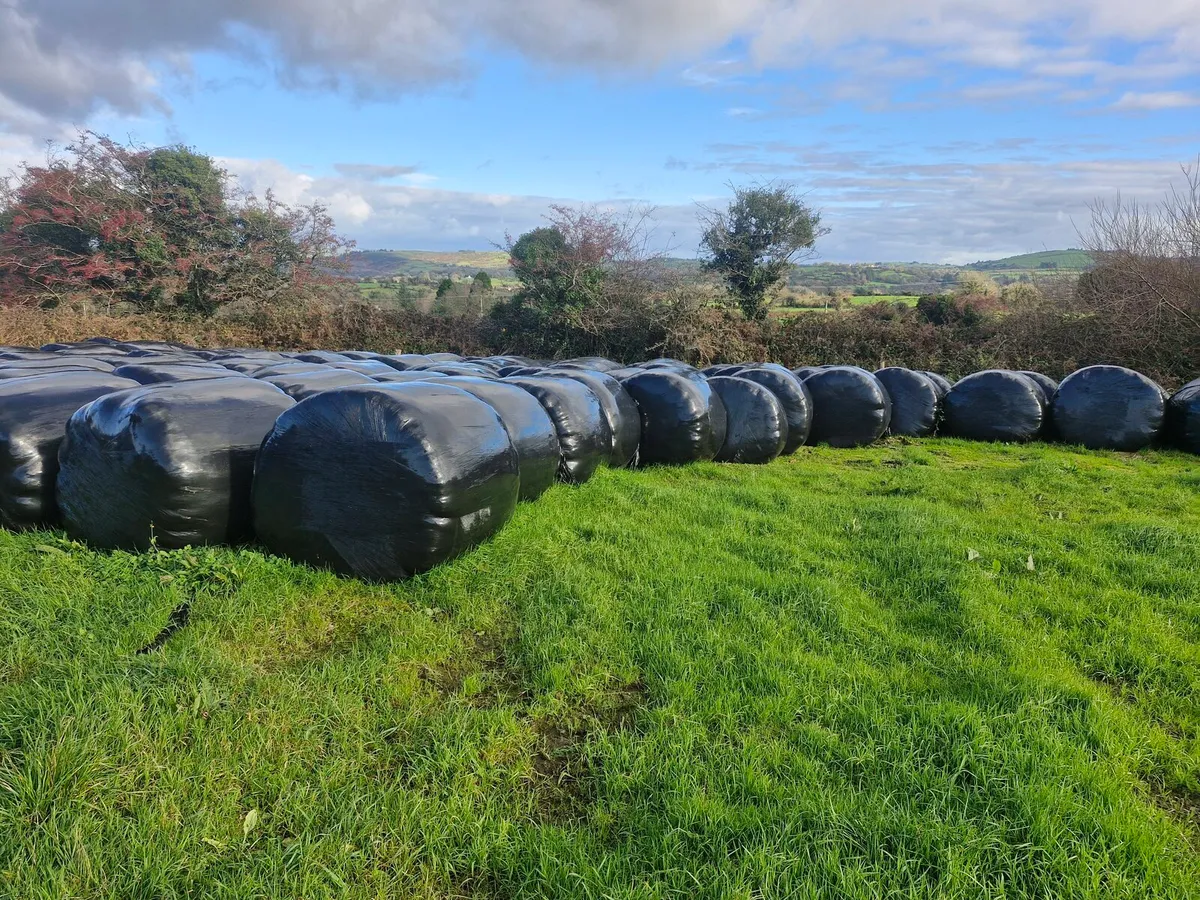 Silage bales - Image 1