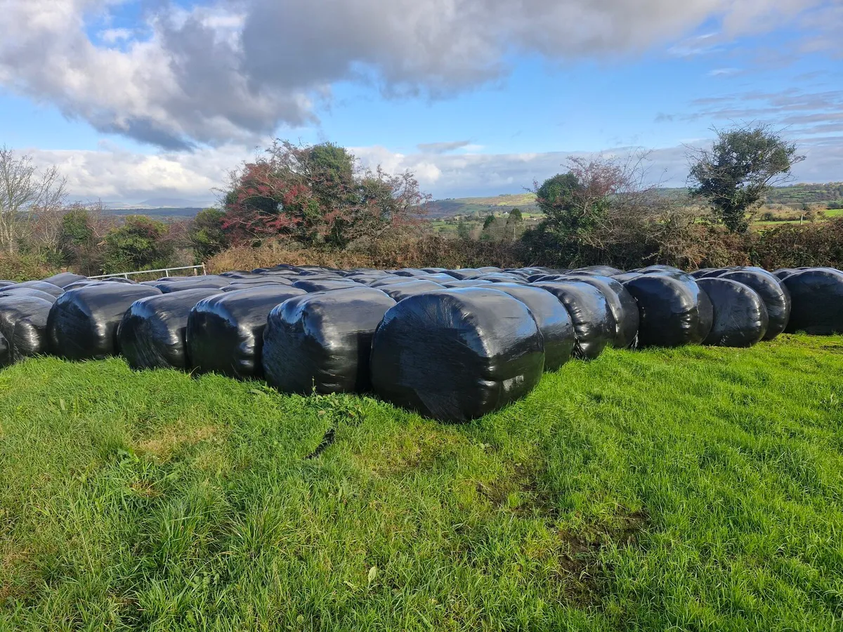 Silage bales - Image 2