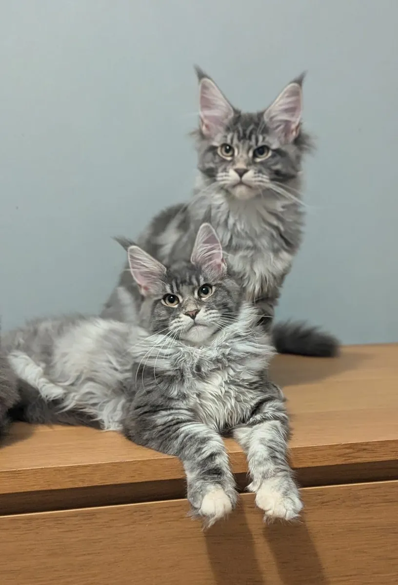 Maine coon kittens - Image 1