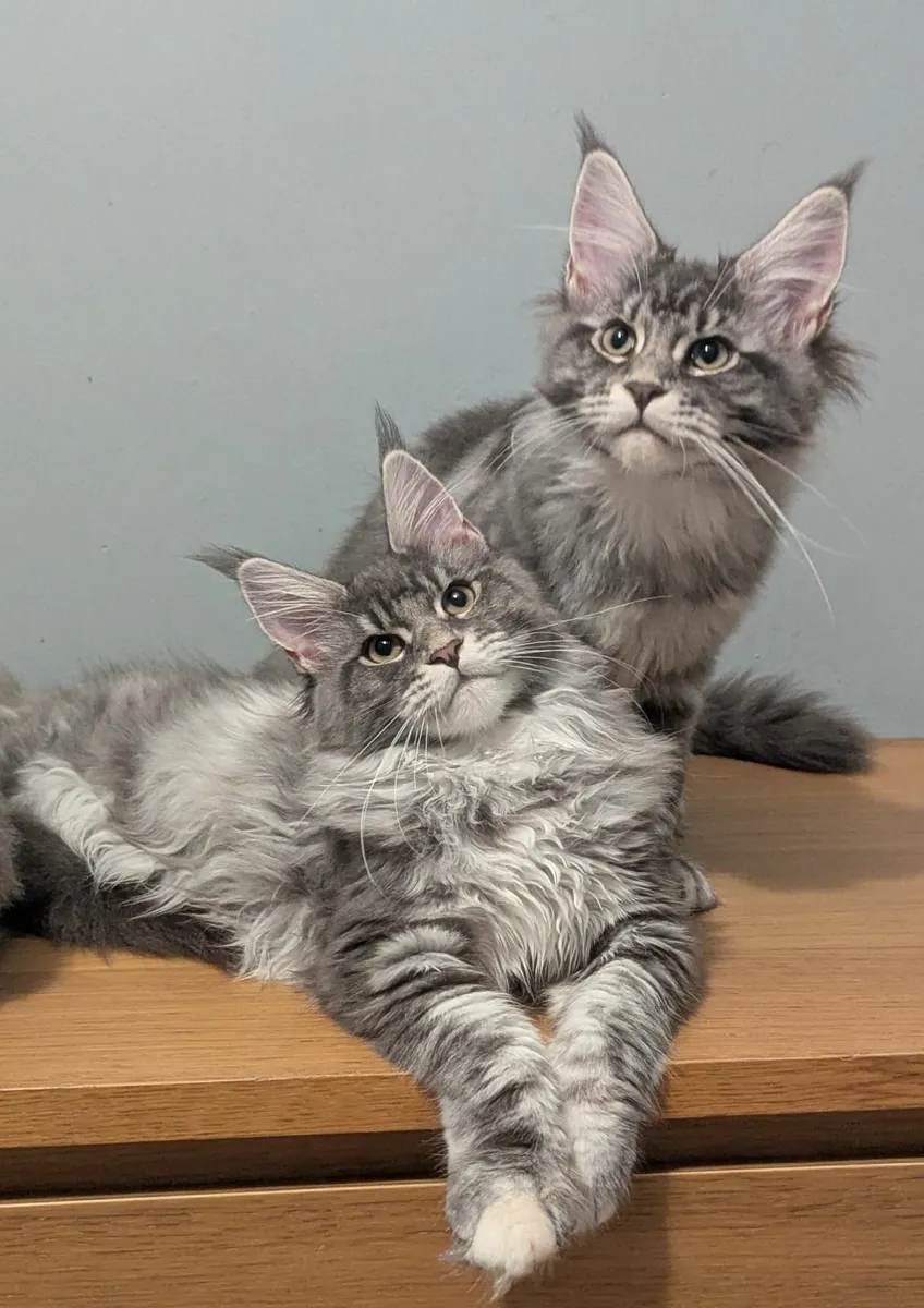 Maine coon kittens - Image 3
