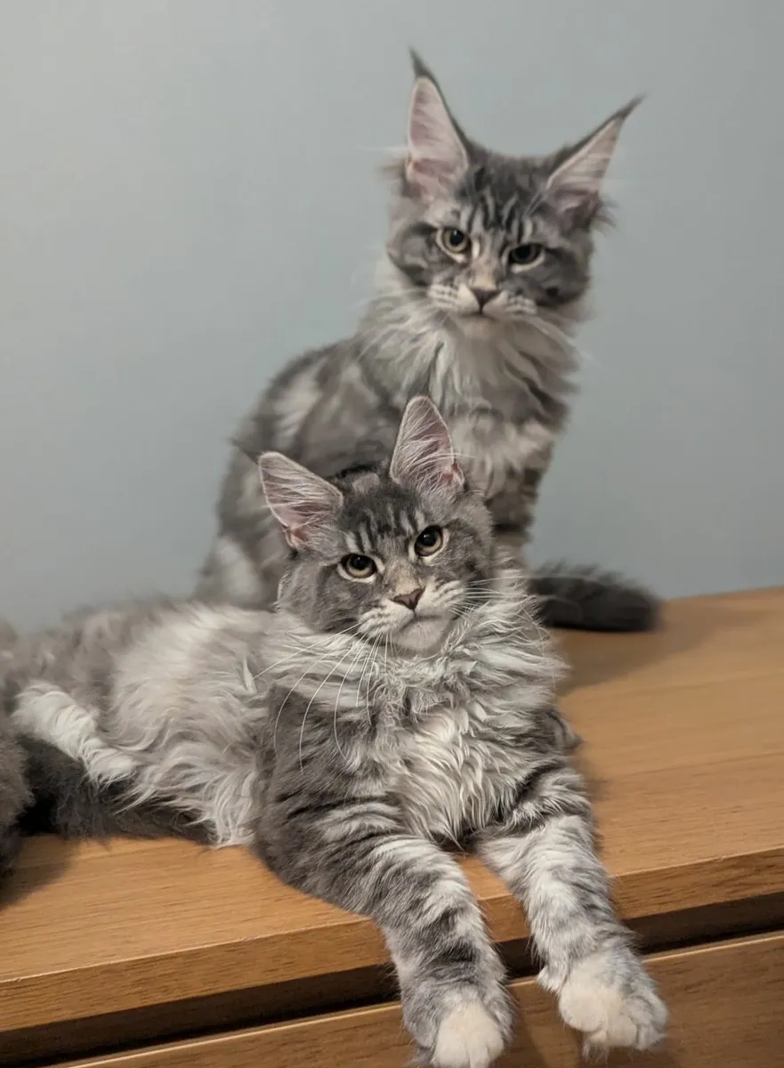 Maine coon kittens - Image 4