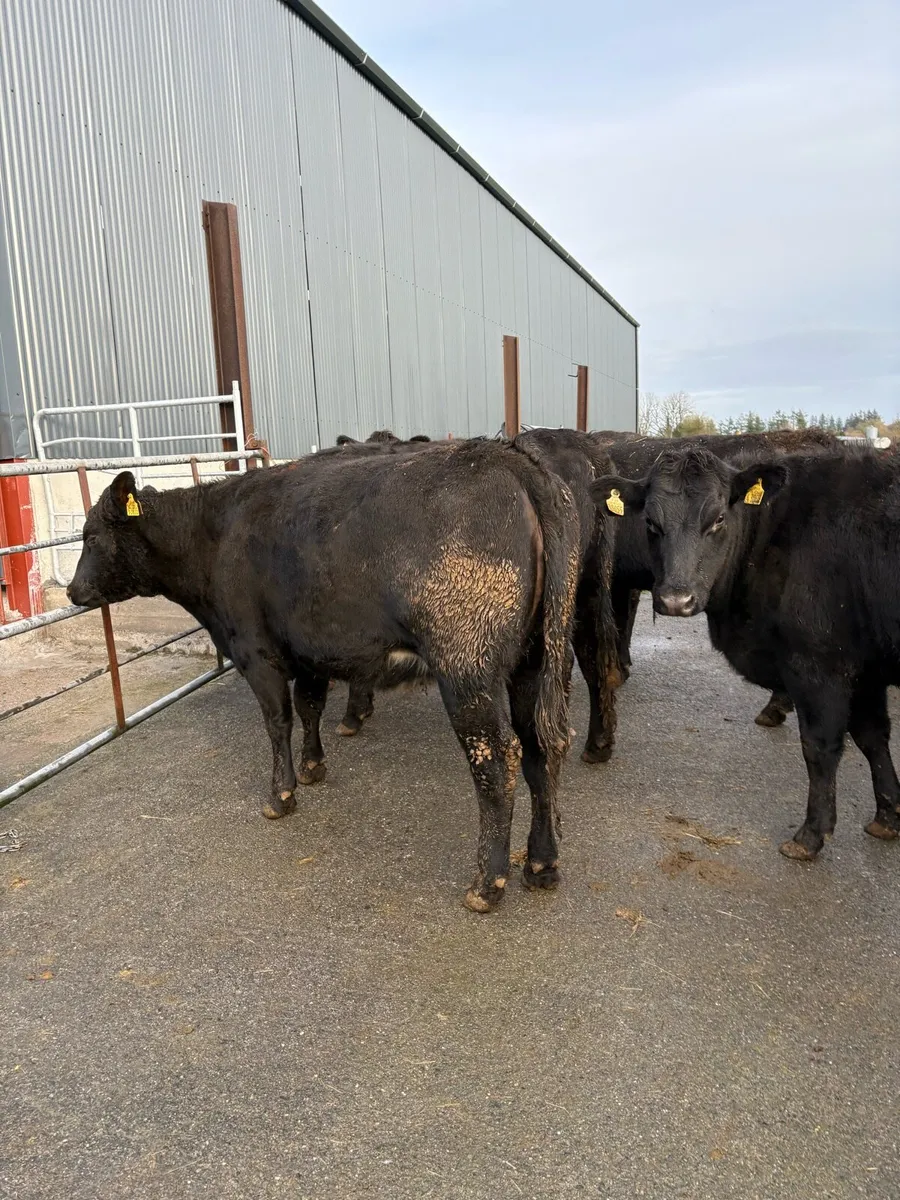 10 x Angus heifers 470kgs - Image 1