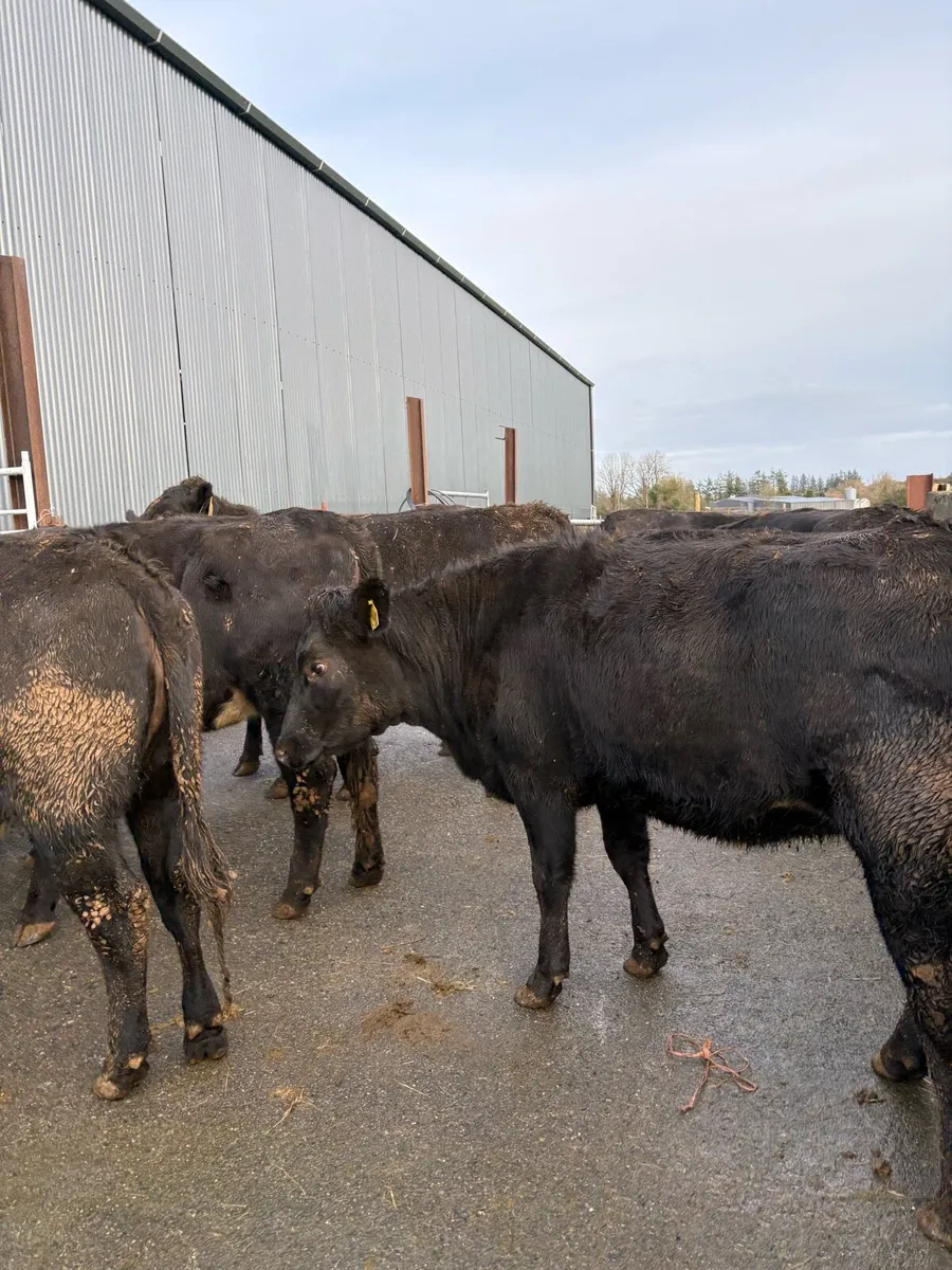 10 x Angus heifers 470kgs - Image 2