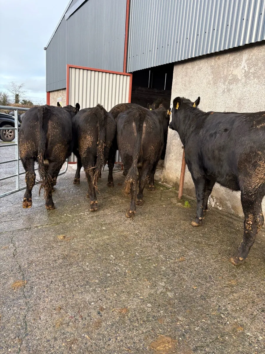 10 x Angus heifers 470kgs - Image 3