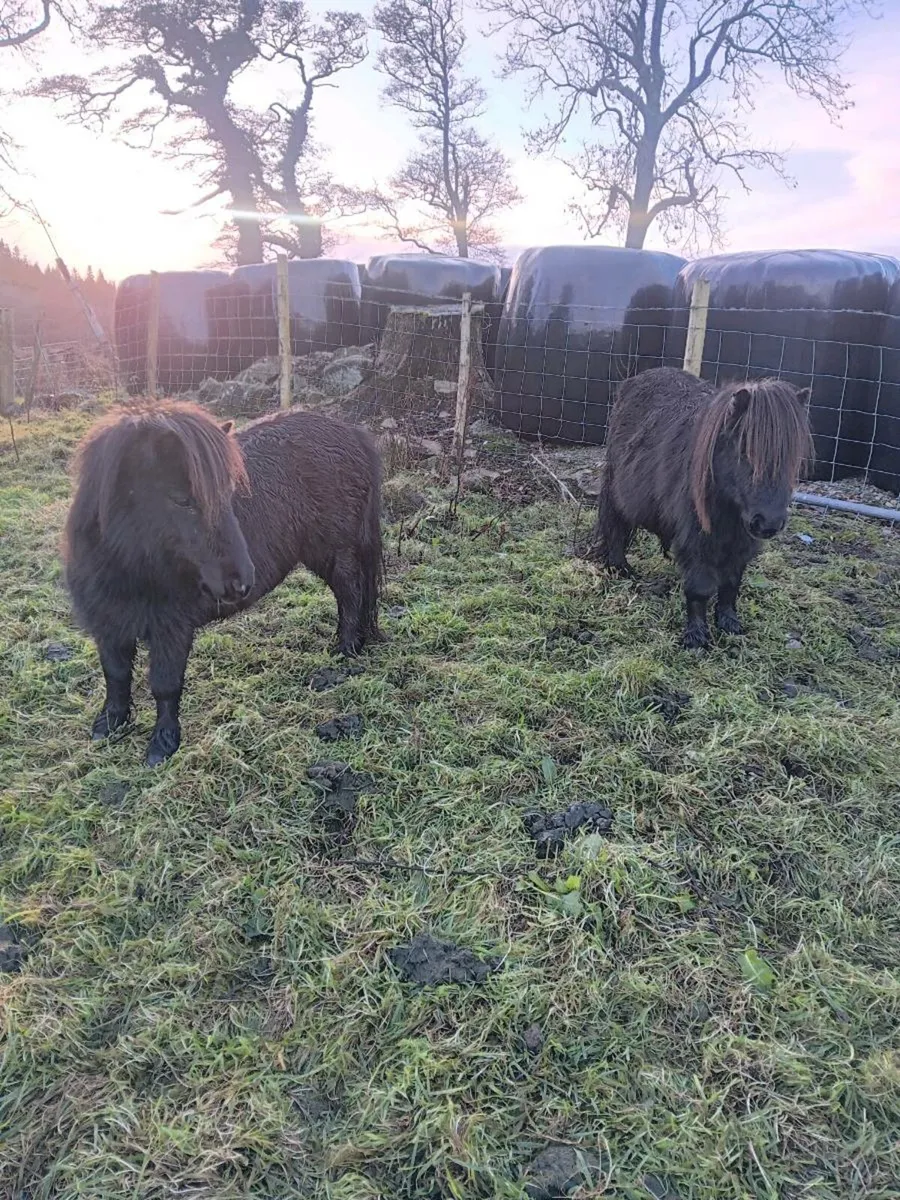 Miniature Shetland ponys - Image 1