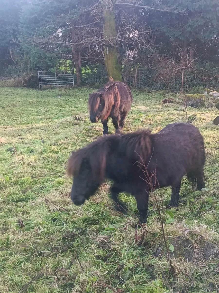 Miniature Shetland ponys - Image 2