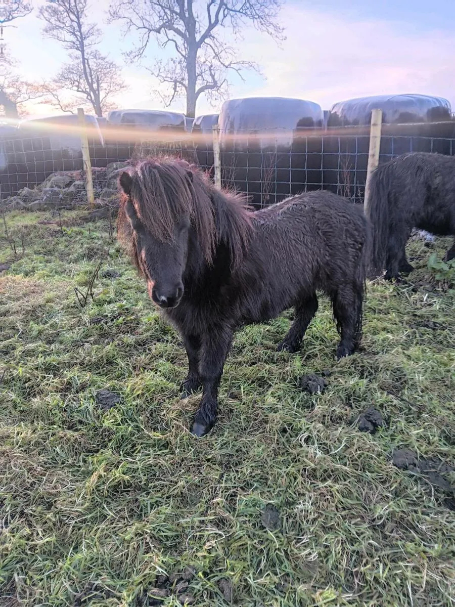 Miniature Shetland ponys - Image 3