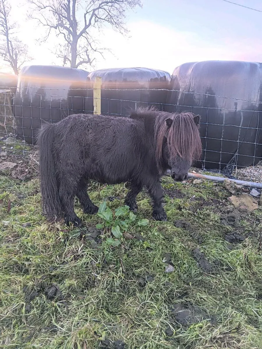 Miniature Shetland ponys - Image 4