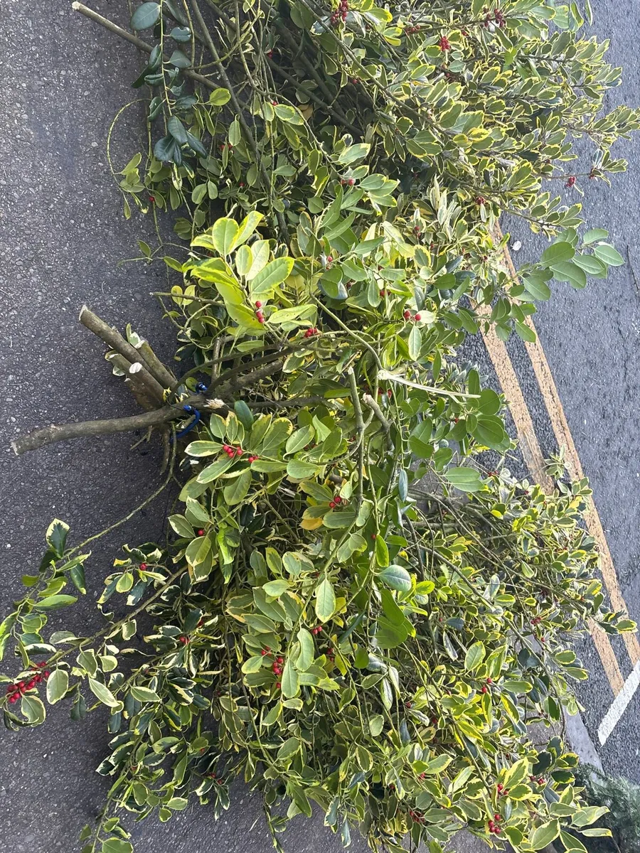 Christmas trees red berry holly - Image 1