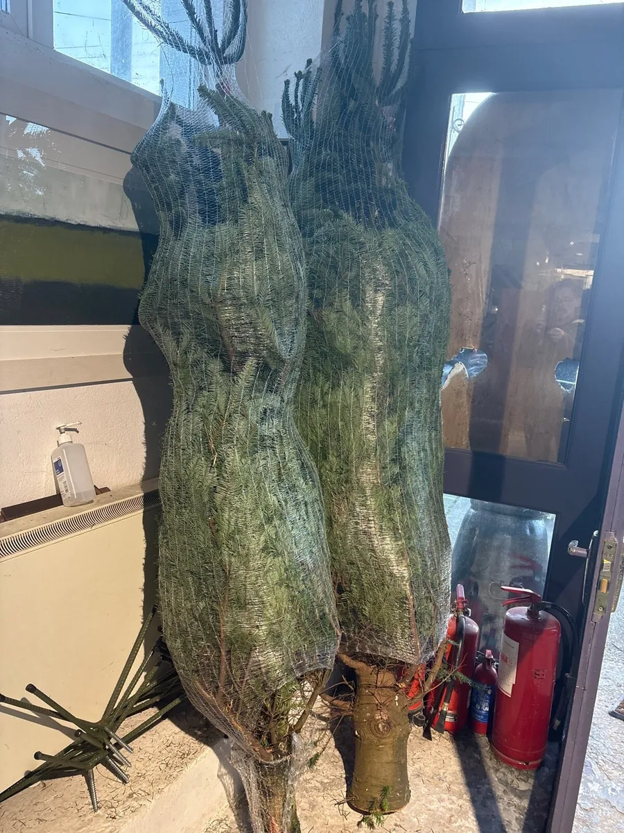 Christmas trees red berry holly - Image 2