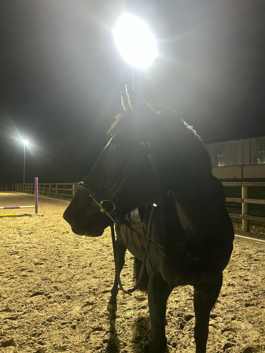 ⭐️Safe and quite sport horse mare  ⭐️ - Image 2