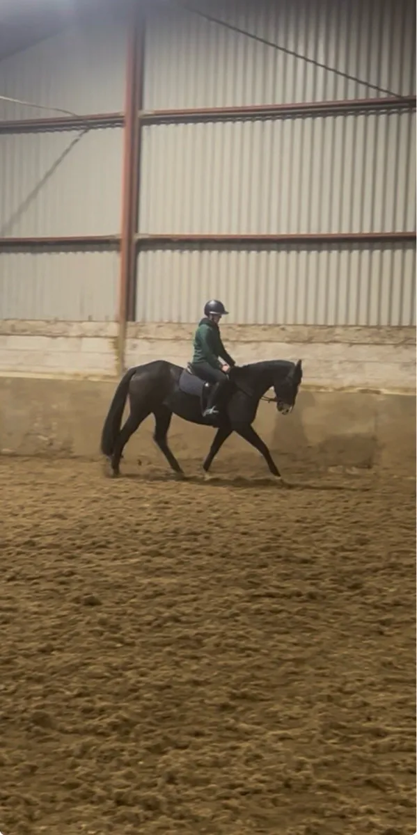 ⭐️Safe and quite sport horse mare  ⭐️ - Image 3