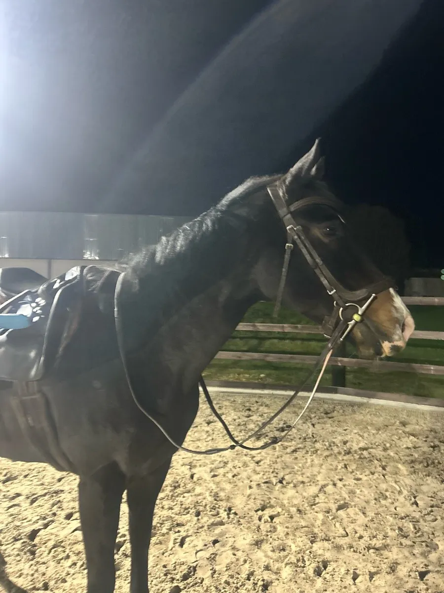 ⭐️Safe and quite sport horse mare  ⭐️ - Image 4