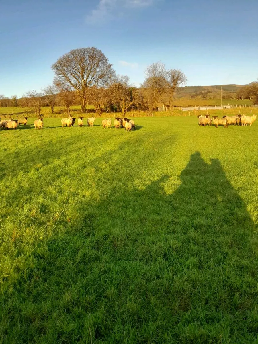 Suffolk ewe lambs - Image 1