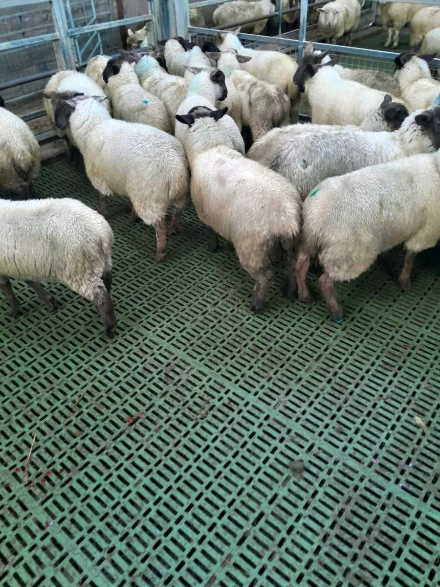 Suffolk ewe lambs - Image 3