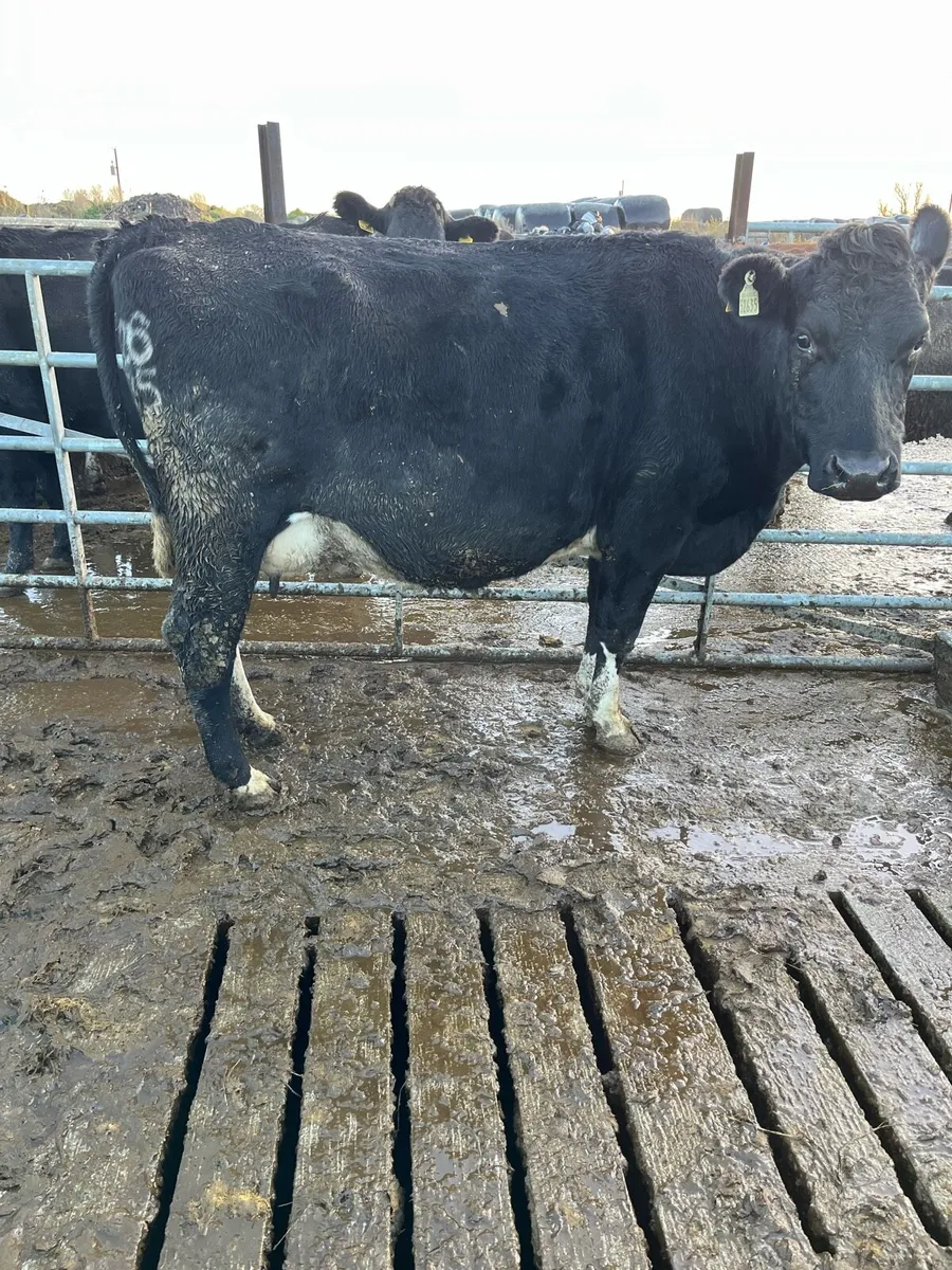 Cows for sale - Image 1