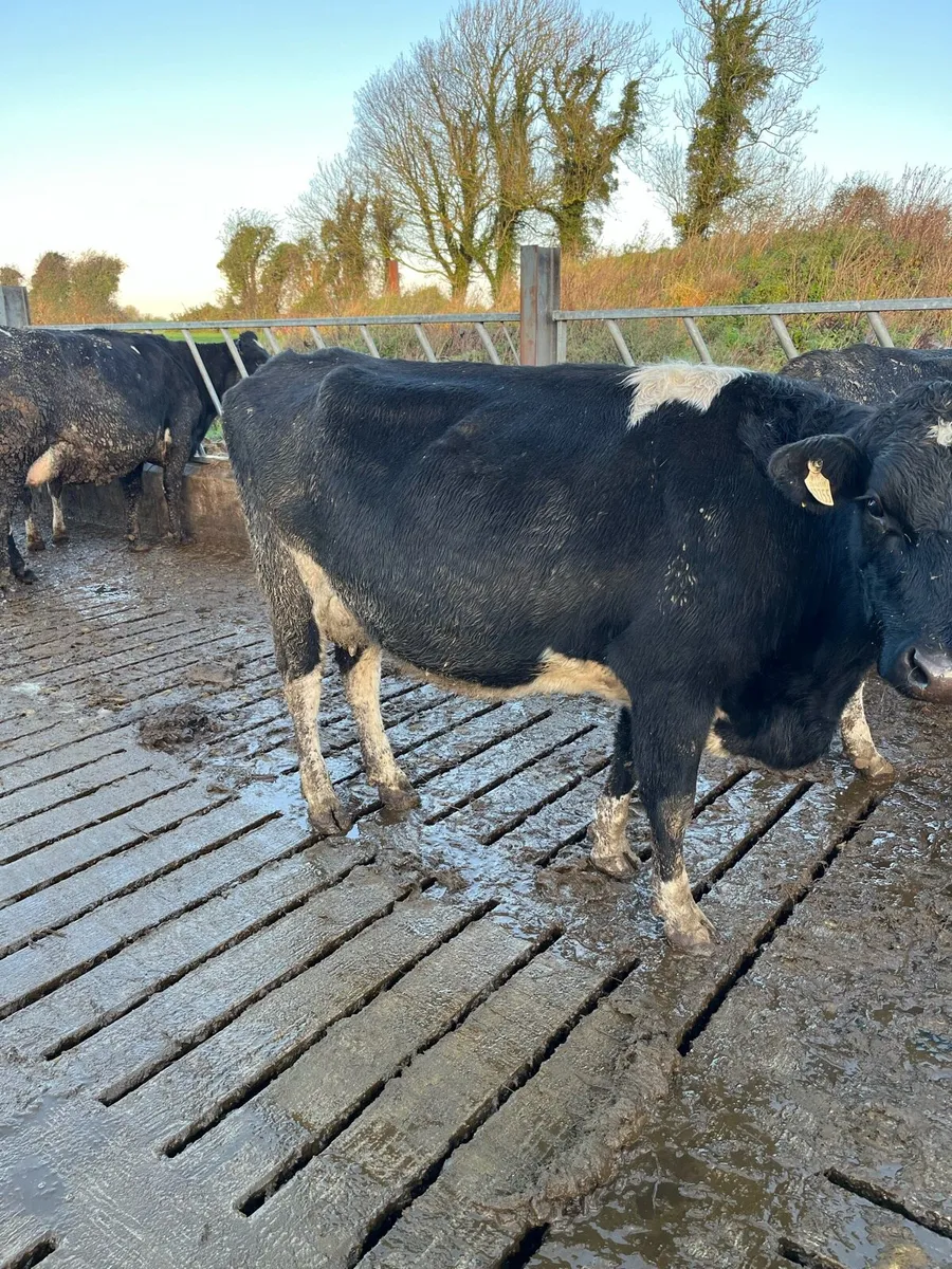 Cows for sale - Image 2