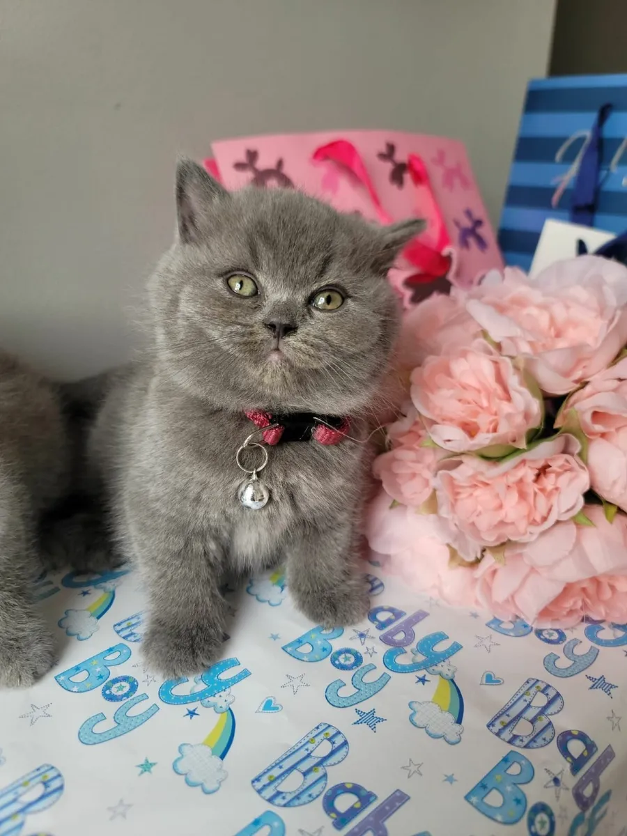 Amazing Purebred British Shorthair kittens - Image 3