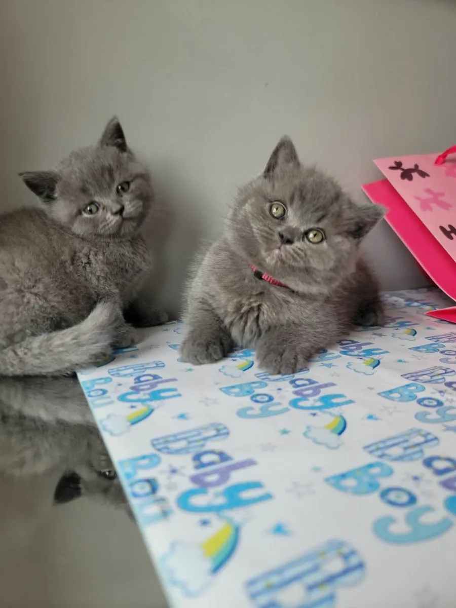 Amazing Purebred British Shorthair kittens - Image 4
