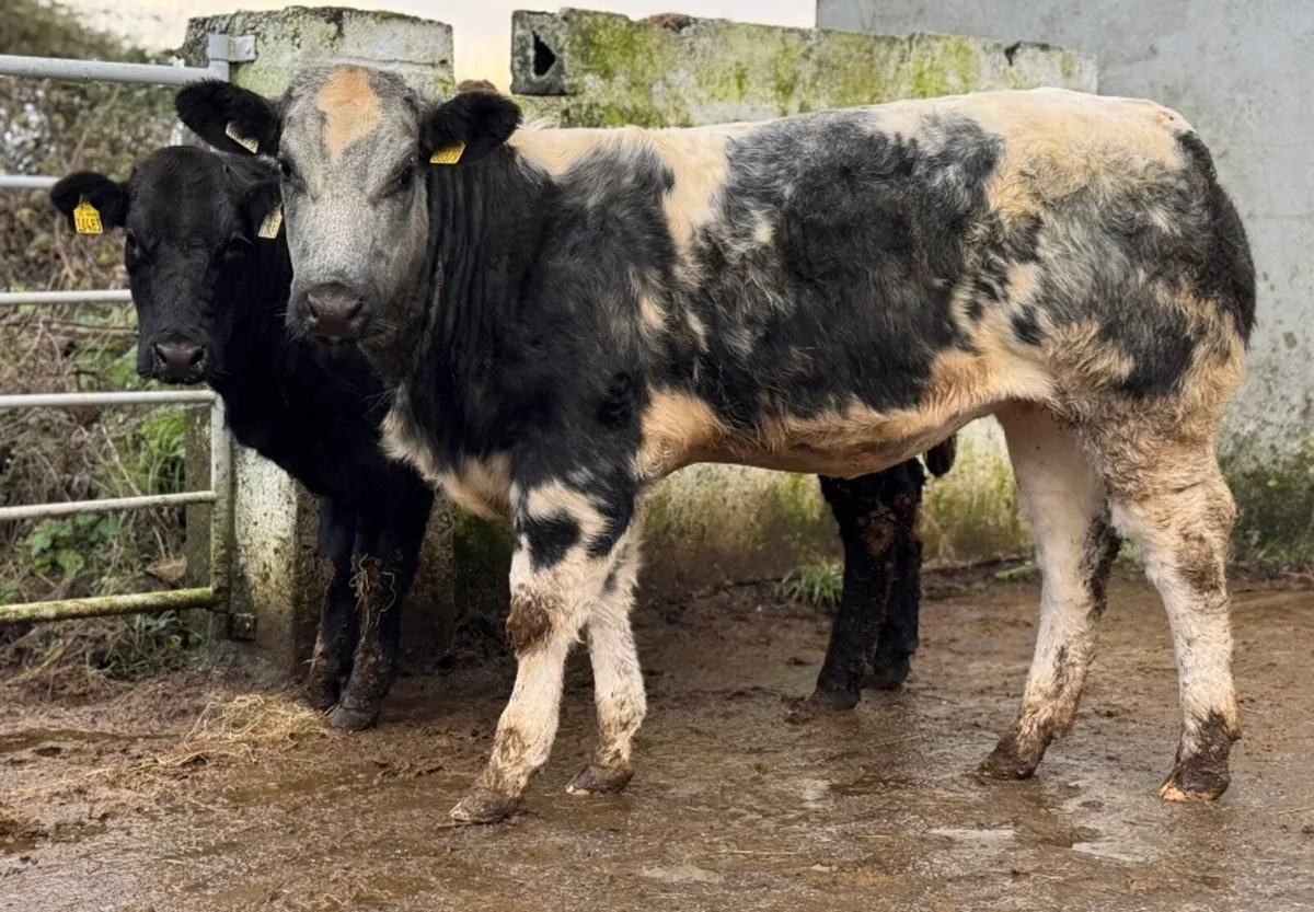⭐️2 Show Ai bred Blue Breeding heifers⭐️ - Image 3